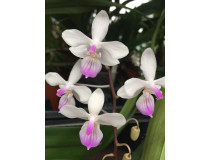 Phalaenopsis lindenii