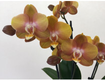 Phalaenopsis Las Vegas 'Bronze' (2-3 Rispen)