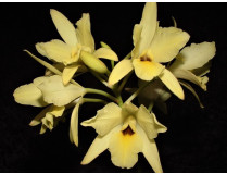 Laelia aurea