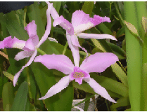 Laelia purpurata 'rosea-concolor'