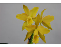 Laeliocattleya Daffodil Hybride
