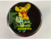 Lockhartia goyazensis (im sterilen Glas)