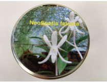 Neofenetia falcata (im sterilen Glas)