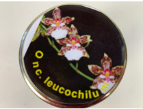 Oncidium leucochilum (im sterilen Glas)