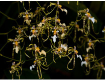Oncidium phymatochilum