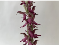 Anacamptis sancta (frisch ausgetrieben)