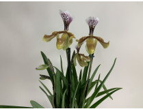 Paphiopedilum gratrixianum (4-5 Stiele)