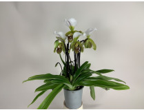 Paphiopedilum Leeanum (5+ Stiele)