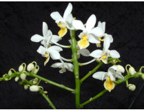 Phalaenopsis Equestris 'Aurea'