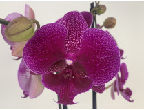 Phalaenopsis Zoja 'Kizz' (2 Rispen)