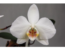 Phalaenopsis amabilis 'grandiflora'