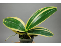 Phalaenopsis amabilis Art Leaf 'Yellow-Green'