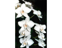Phalaenopsis amabilis 'aphrodite'