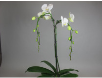 Phalaenopsis Orchid Tree