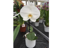 Phalaenopsis Big Singolo 'White'