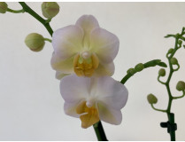 Phalaenopsis Yu Pin Burgundy (3-4 Rispen)