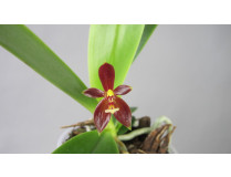 Phalaenopsis cornu-cervi 'thalebanii'