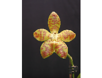 Phalaenopsis doweryensis x venosa