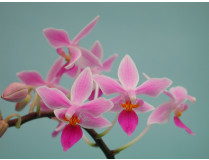 Phalaenopsis Equestris