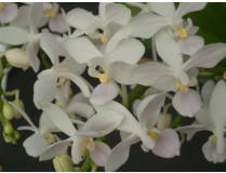 Phalaenopsis equestris 'alba'