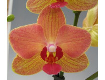 Phalaenopsis Florida 1