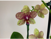 Phalaenopsis Grosseto (2 Rispen)