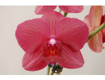 Phalaenopsis Indiana