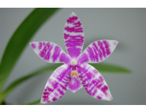 Phalaenopsis luedemaniana