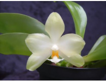 Phalaenopsis micholitzii