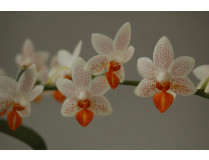 Phalaenopsis Minimark