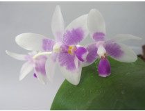 Phalaenopsis modesta