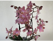 Phalaenopsis Odorion (2 Rispen)