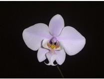 Phalaenopsis schilleriana 1