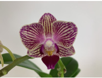 Phalaenopsis Sogo Mavis (2 Rispen)