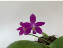 Phalaenopsis speciosa 'Red' x violacea 'Blue Norton' (in Knospe/Blüte)