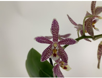 Phalaenopsis stuartiana puntatissima x mannii 'Dark'