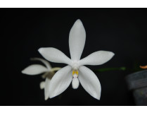 Phalaenopsis tetraspis 'alba' 2
