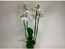Phalaenopsis Tropic Snowball (3-4 Rispen)
