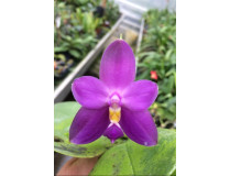Phalaenopsis violacea "Indigo Blue"