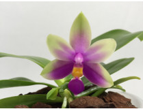Phalaenopsis violacea 'Sumatra' x 'Borneo'