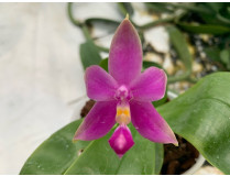 Phalaenopsis violacea x violacea 'Indigo Blue'