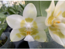 Phalaenopsis Yaphon Galacea