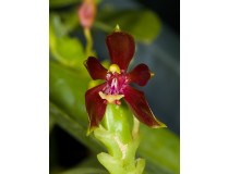 Phalaenopsis cornu-cervi 'chataladae'