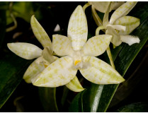 Phalaenopsis hieroglyphica 'alba'
