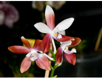 Phalaenopsis tetraspis C2