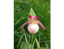 Cypripedium Gisela