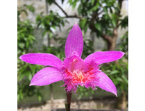 Pleione Marco Polo (frisch ausgetrieben)