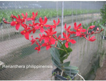 Renanthera philippinensis