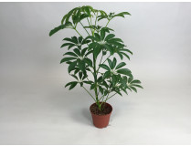 Schefflera arboricola 'compacta'