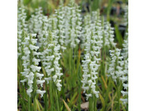 Spiranthes cernua (frisch ausgetrieben)